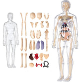 Human Body Anotomy Toy | 29 Realistic 3D Body parts-Organs and Bones Skeleton Model